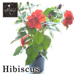 ハイビスカス メデューサ(八重咲き) 7寸鉢 鉢花 贈り物 ギフト プレゼント｜elfleur