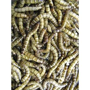 売れ筋ランキングも 1ｋｇ ジャイアントミルワーム 栄養満点 自家繁殖 爬虫類 両生類用品 Www Healthpythai Com