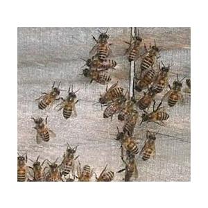 日本ミツバチの蜂蜜 450g 国産 純粋 はち...の詳細画像5