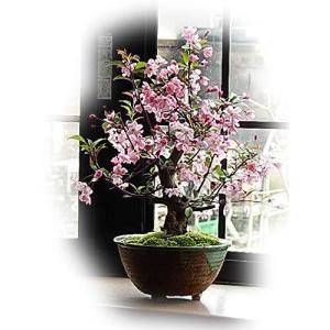 ハナカイドウ 盆栽の商品一覧 通販 Yahoo ショッピング