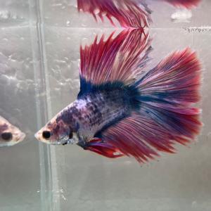 ベタ メス ダブルテール ペット用品 生き物 の商品一覧 通販 Yahoo ショッピング