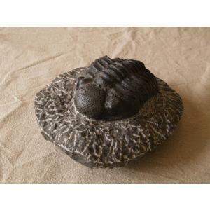 稀少珍品 デボン紀 三葉虫化石 奇形 母岩付1...の詳細画像2