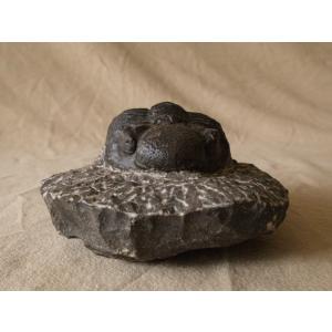 稀少珍品 デボン紀 三葉虫化石 奇形 母岩付1...の詳細画像5