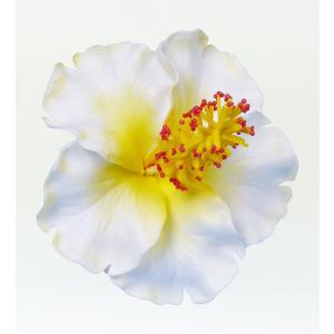 フラダンス ハイビスカス ヘアクリップ ホワイト 1340wC