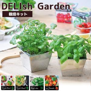 パクチー 栽培 キットの商品一覧 通販 Yahoo ショッピング