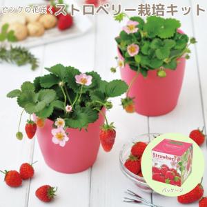 かわいい キッチン菜園 セットの商品一覧 通販 Yahoo ショッピング