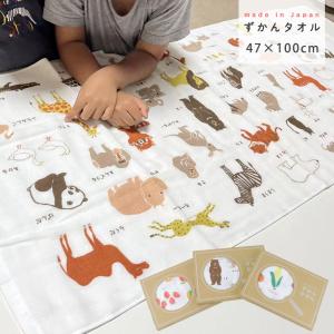 バスタオル 小さめ 薄手 日本製 知育タオル 綿 ガーゼ 速乾 ずかんタオル 子供 かさばらない かわいい ミニバスタオル 図鑑 calmland カームランド