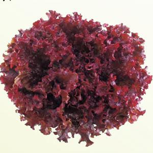 レタス オークリーフレタス 小袋〈0.25ml（約330粒）〉 有機種子 無農薬 固定種 イスラエル...