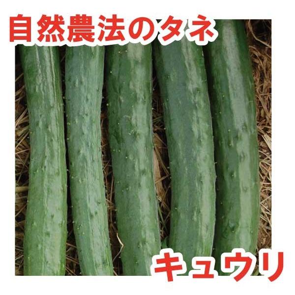 キュウリ 上高地5号　小袋〈10粒〉　自然農法種子　オーガニック種子　無農薬　交配種