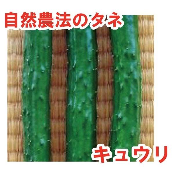 キュウリ 上高地　小袋〈10粒〉　自然農法種子　無農薬　交配種