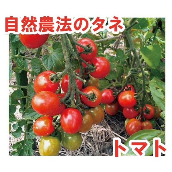 トマト チャコ 小袋〈10粒〉 ミニトマト 自然農法種子 無農薬 有機 交配種