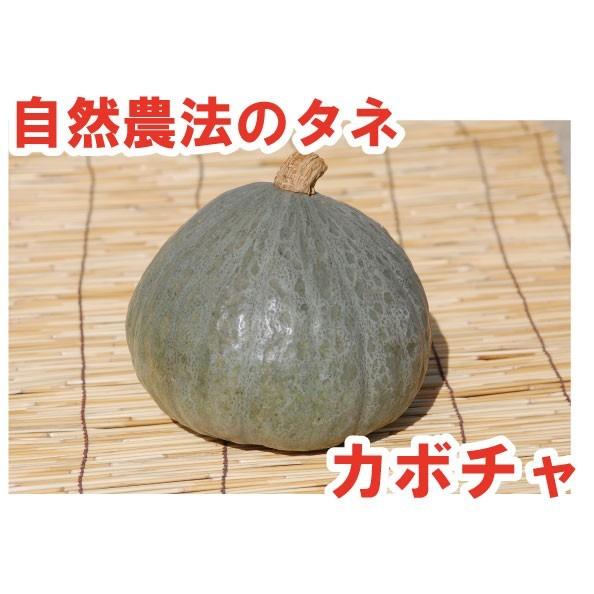 カボチャ かちわり 小袋〈10粒〉 南京 自然農法種子 無農薬 交配種 有機