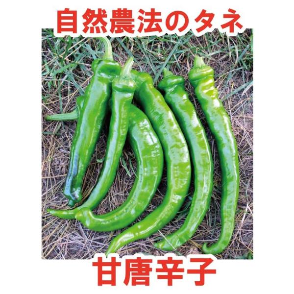 唐辛子　甘とうがらし　小袋〈10粒〉　自然農法種子　無農薬　固定種　有機