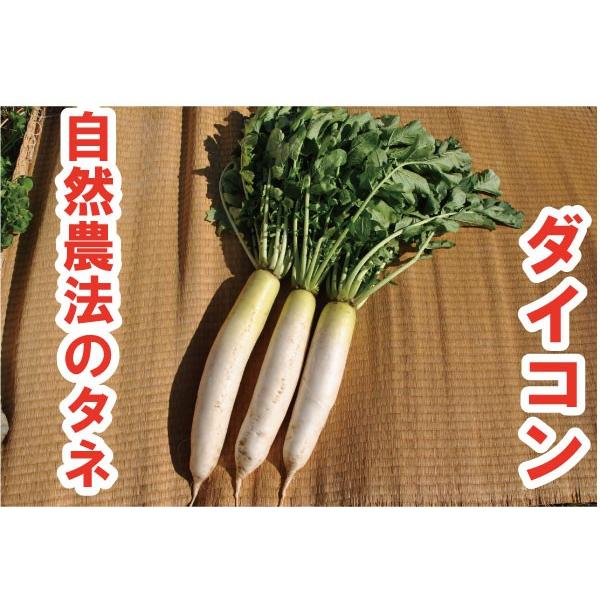ダイコン　ふじ宮重 小袋〈2.4ml・約80粒〉 根菜類　　自然農法種子　無農薬　固定種 有機