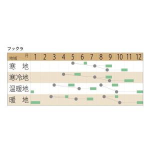 ルッコラ フックラ 小袋〈2ml・約840粒〉...の詳細画像1