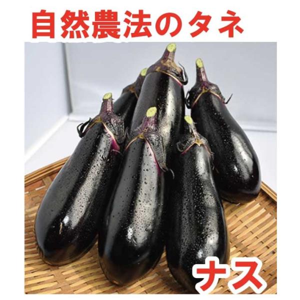 ナス　黒小町（くろこまち）　小袋〈10粒〉　自然農法種子　無農薬　交配種