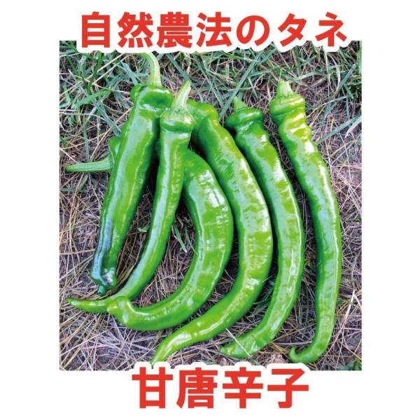【お徳用】唐辛子　甘とうがらし　中袋〈100粒〉　自然農法種子　無農薬　固定種　有機【メーカー直送品...