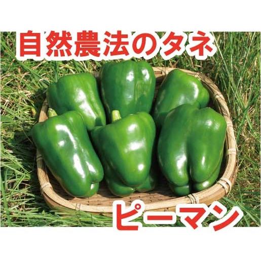 【お徳用】ピーマン　自生えピーマン 中袋〈100粒〉　自然農法種子　無農薬　自家採種（固定種）　有機...