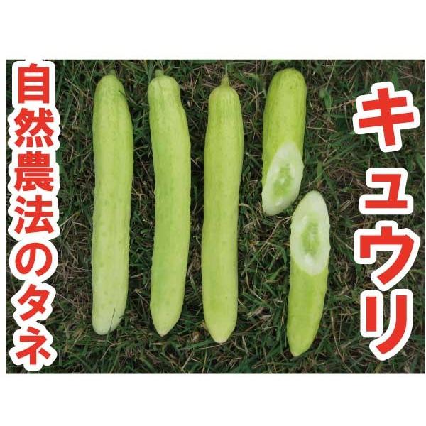 【お徳用】キュウリ 白黄ウリ 中袋〈100粒〉 自然農法種子 無農薬 有機 自家採種【メーカー直送品...