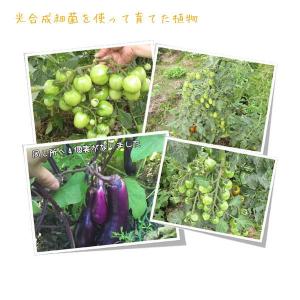 光合成細菌 20L PSB PSB PNSB ...の詳細画像1