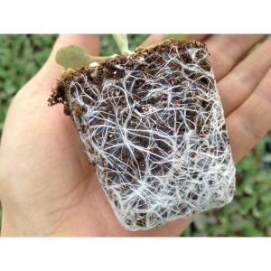 種まき用EM有機培土 50L 3袋 【有機JA...の詳細画像2