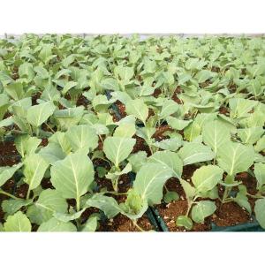 種まき用EM有機培土 50L 3袋 【有機JA...の詳細画像3