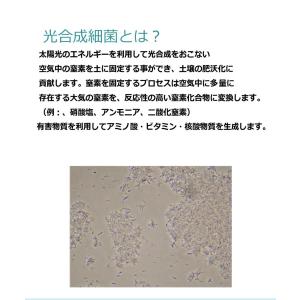 PSB培基 100ml 10L培養分 光合成細...の詳細画像2