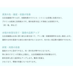 光合成細菌10L 培養セット沖縄、発送不可 P...の詳細画像4