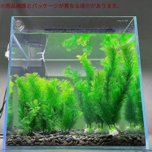 水草水槽 レイアウト 30cm 金魚鉢 の商品一覧 水槽 熱帯魚 アクアリウム用品 ペット用品 生き物 通販 Yahoo ショッピング