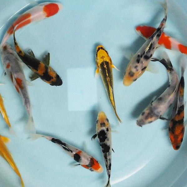 錦鯉 MIX (M) 10匹 13〜16cm前後 ニシキゴイ 鯉 色鯉