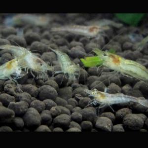 ミナミヌマエビ50匹 【水槽内でも殖える!水槽...の詳細画像1