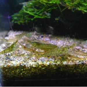 ミナミヌマエビ30匹【水槽内でも殖える!水槽内...の詳細画像1