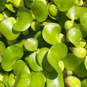 浮草 ホテイ草 1株 国産(ホテイアオイ)の詳細画像1