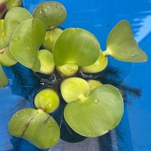浮草 ホテイ草 1株 国産(ホテイアオイ)の詳細画像2