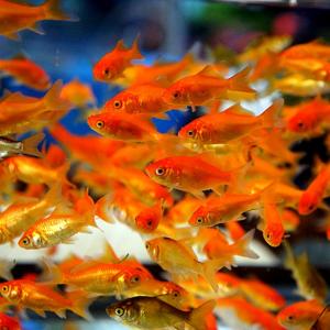 【数量限定】小赤 100匹 エサ用 金魚