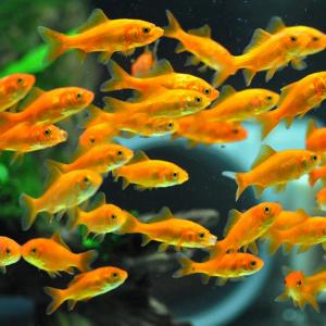 エサ 金魚 小赤 金魚 餌金 30匹 エサ 餌...の詳細画像1