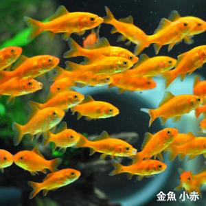 エサ 金魚 小赤 金魚 餌金 10匹 エサ用