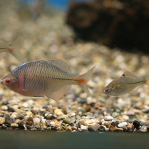 タイリクバラタナゴ 3匹 S〜M 約2cm〜4cm タナゴ 川魚