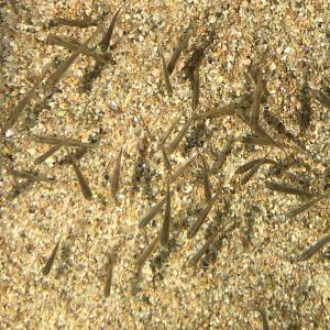 川魚ミックス S　約2ｃｍ〜6ｃｍ前後　50 匹 エサ 餌用川魚 餌 淡水魚 川魚