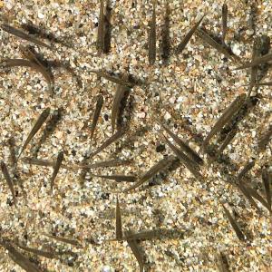 川魚ミックス S　約2ｃｍ〜6ｃｍ前後　30 匹 エサ 餌用川魚