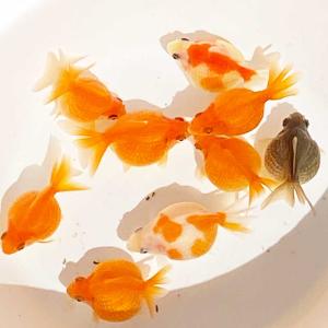 金魚ピンポンパール 3匹 1cm〜3cm前後　金魚 パールスケール