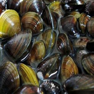 淡水シジミ 10匹 しじみ