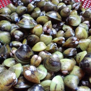 淡水シジミ 30匹 しじみ