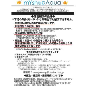 【 国産 】コメットMix S 10匹 6〜1...の詳細画像2