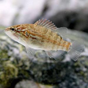 肉食魚 オヤニラミ 1匹 Sサイズ 約2cm〜4...の商品画像