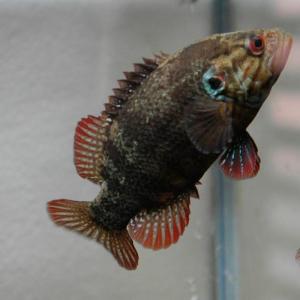 肉食魚 オヤニラミ 1匹 Lサイズ 約6cm〜...の詳細画像1