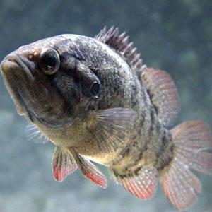 肉食魚 オヤニラミ 1匹 LLサイズ 約10〜13cm前後 川魚 淡水魚