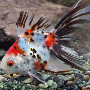 錦鯉 Mix (S) 5匹 10〜13cm前後 ニシキゴイ/鯉/色鯉/紅白/昭和三