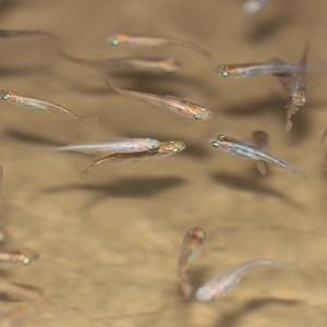 生き餌 メダカ メダカ100匹 めだか エサメダカ 川魚 餌用