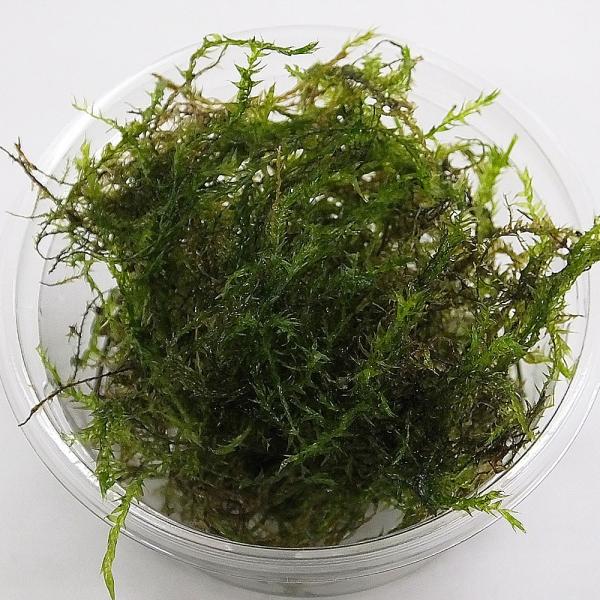 水草 ウィローモス 約20ｇ（無農薬） 国産 金魚藻【ゆうパケット送料無料】
